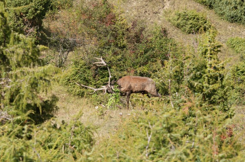 Un''arena molto contesa